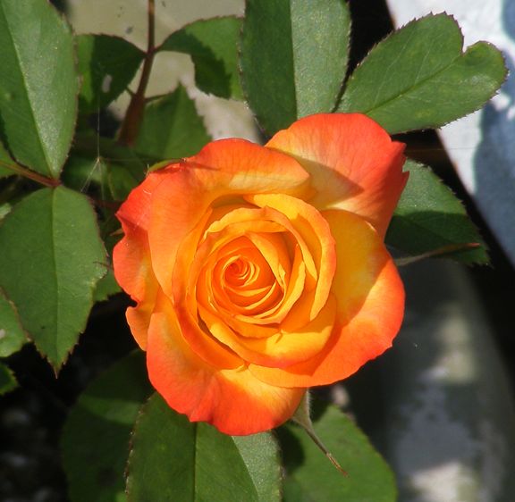 Autumn Splendor photo 2014_07120004_zps330181c1.jpg